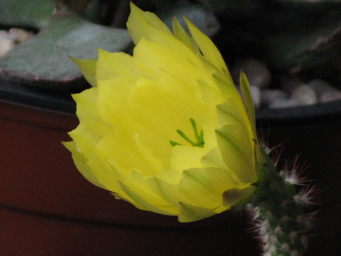 Echinocereus subinermis