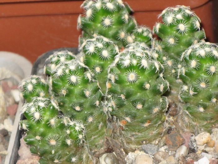 Mammillaria saboae ssp. haudeana - CACTACEAE - diverse specii si genuri
