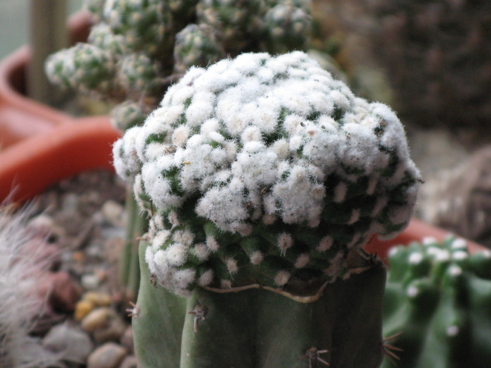 Mammillaria rodantha f. monstrosa - CACTACEAE - diverse specii si genuri