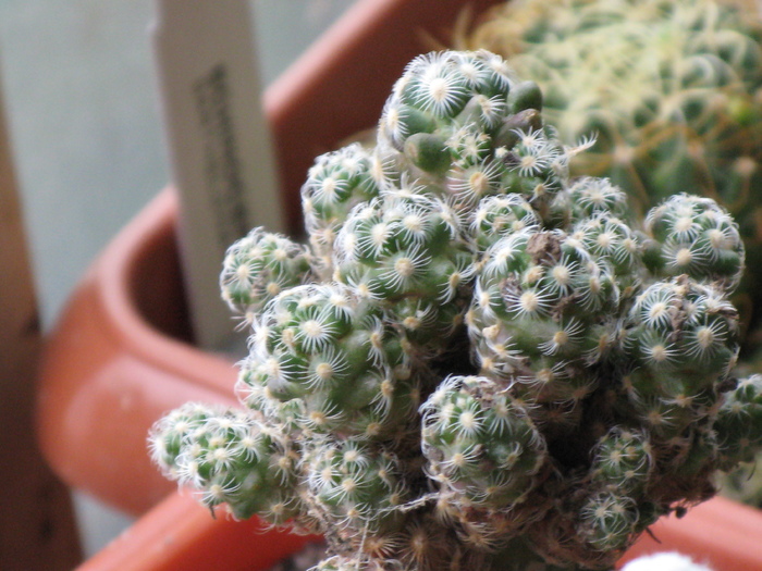 Mammillaria saboae ssp. haudeana - CACTACEAE - diverse specii si genuri