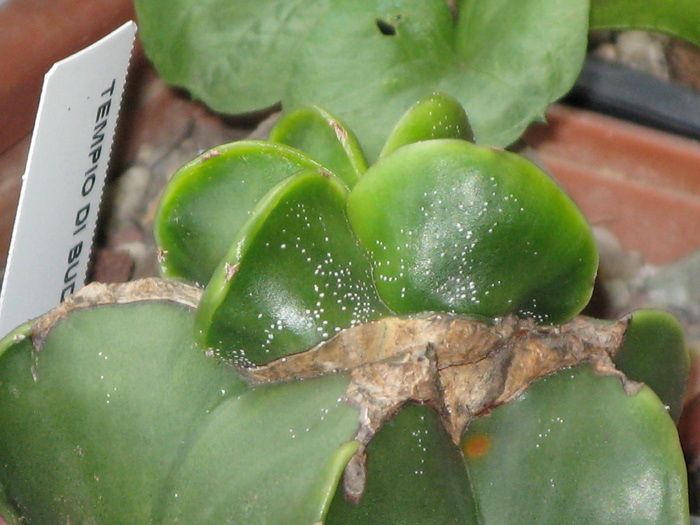 Astrophytum myriostigma - CACTACEAE - diverse specii si genuri