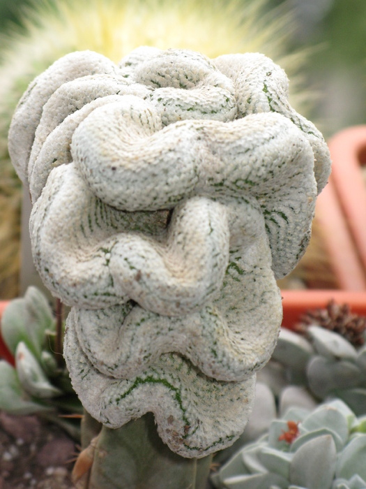 Turbinicarpus valdezianus forma cristata