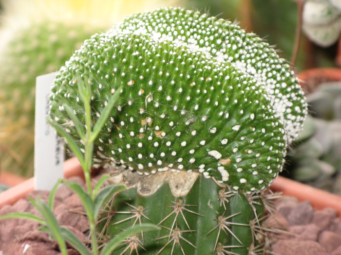 Notocactus scopa "inermis" forma cristata