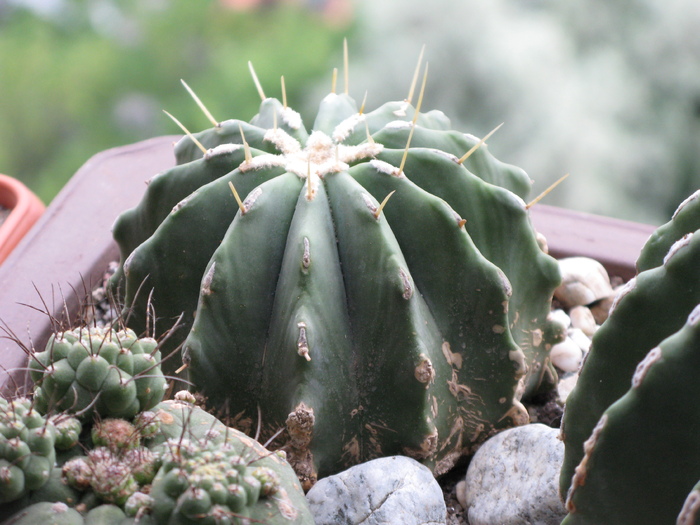 Ferocactus glaucescens nudum
