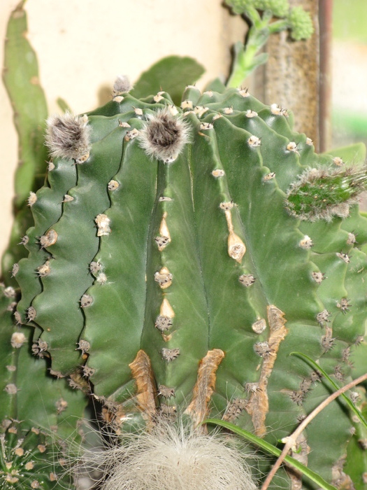 Echinopsis subdenudata