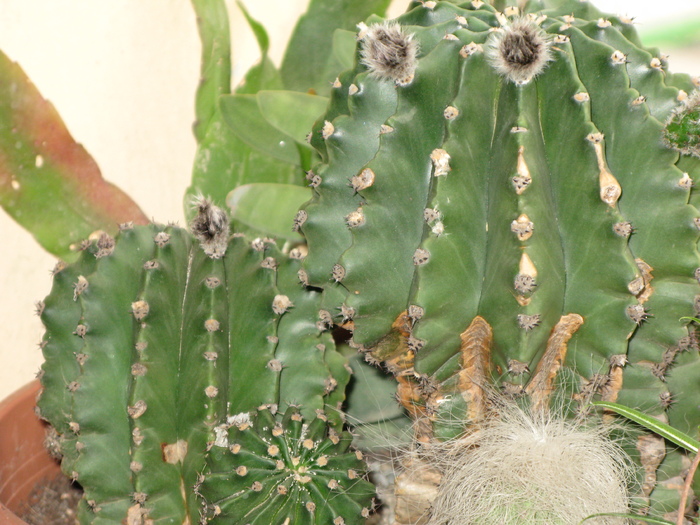 Echinopsis subdenudata