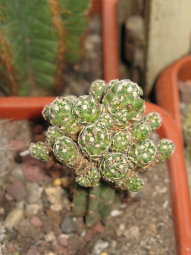 IMG_0878Mammillaria saboae