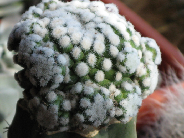 Mammillaria rodantha f. monstrosa