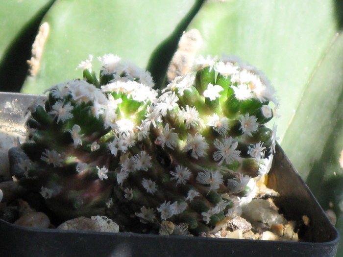 IMG_0887Mammillaria theresae - CACTACEAE - diverse specii si genuri