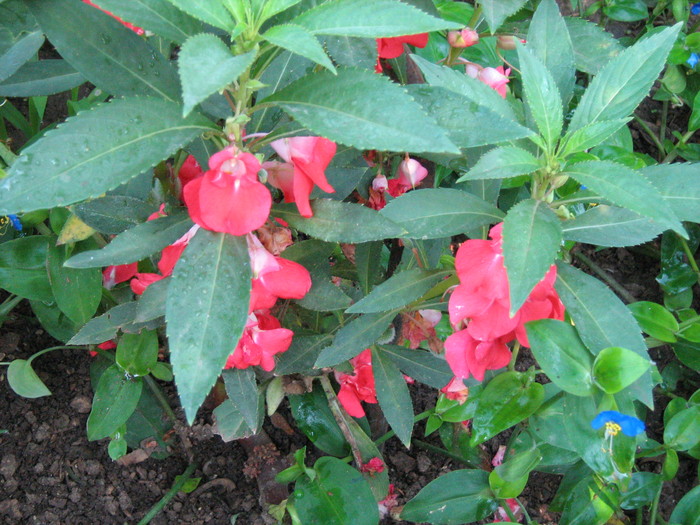 IMG_1450 - Impatiens balsamina