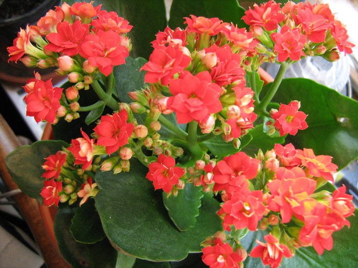 IMG_1423 - Kalanchoe