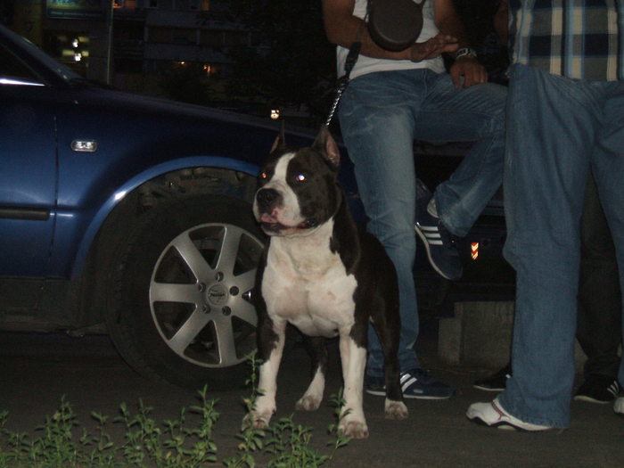 eu si  don - pit bull