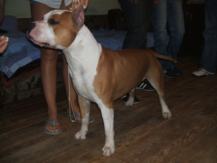 paton kings or ring - pit bull