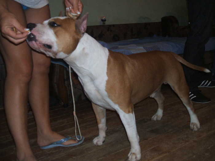 paton - pit bull