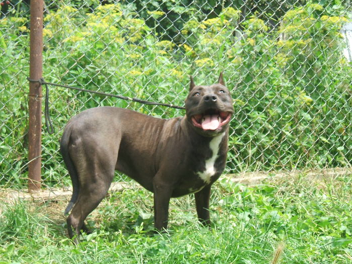 layla - pit bull