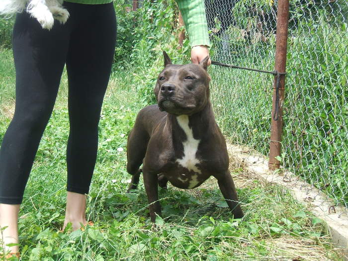 layla - pit bull