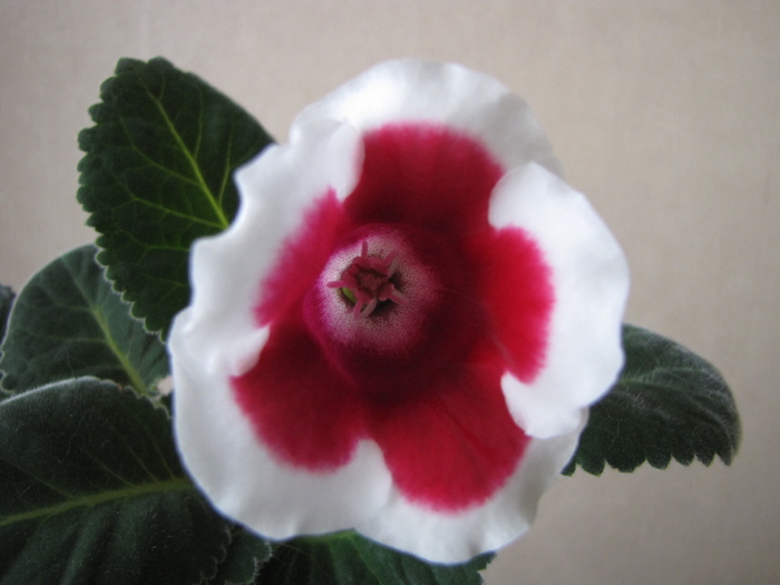 Gloxinia Kaiser Friedrich 21 iul 2010 - gloxinia