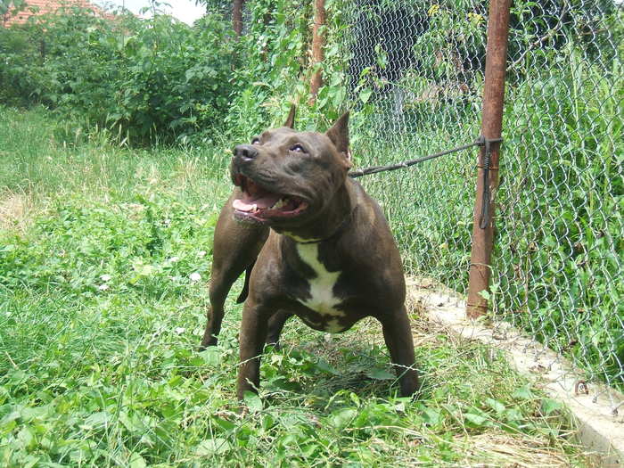 layla - pit bull