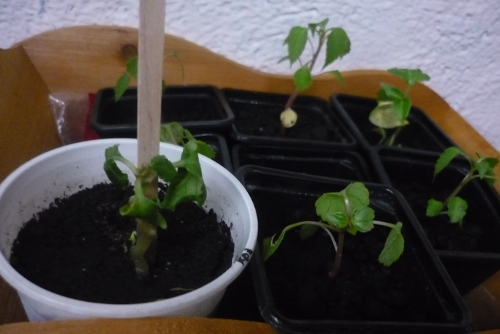 impatiens molesit, comparativ cu ceilalti lastarei de impatiens, in 19 iulie 2010