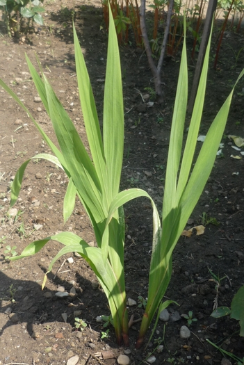 gladiole in 19 iulie 2010