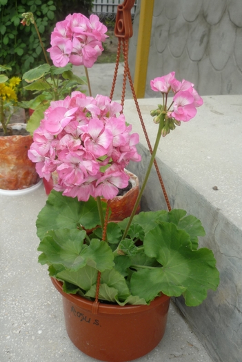 muscata superba roz cu interior alb daruita
