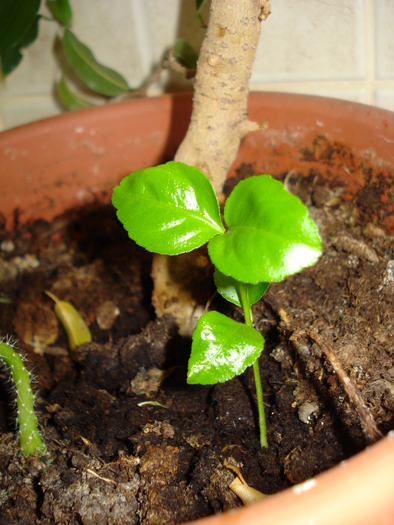 UN PUISOR DE MANDARIN - FLORILE MELE