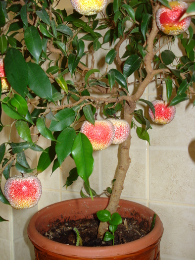 UN PUISOR DE MANDARIN:) - FLORILE MELE