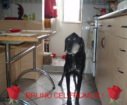 BRUNO CEL FRUMOS!; cat de frumos sunt !

