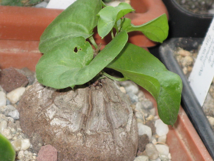 Dioscorea mexicana