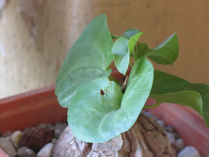 Dioscorea - Caudex Plante cu caudex
