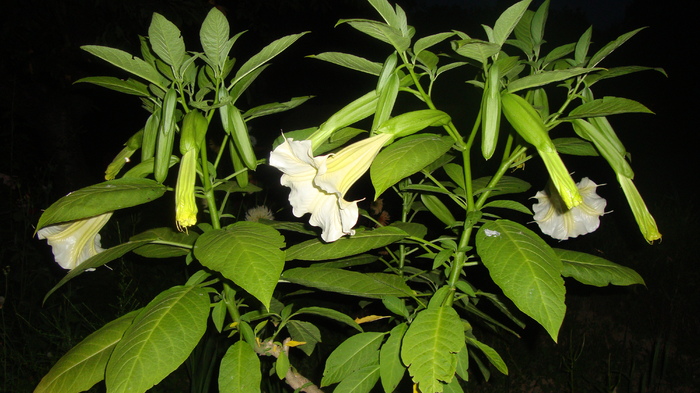 brug alba - BRUGMANSIA