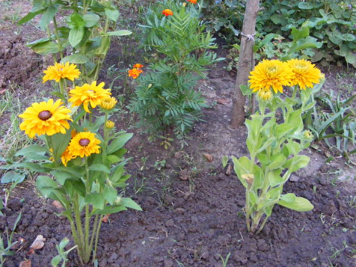 Rudbekii - Flori si alte chestii 2010