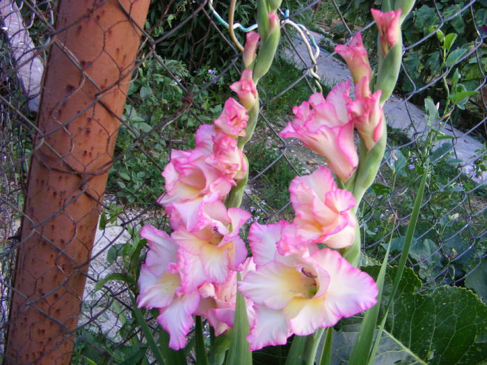 Gladiola - Flori si alte chestii 2010