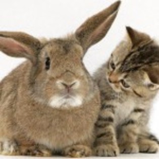 poze-iepuri-pisici-150x150[1]