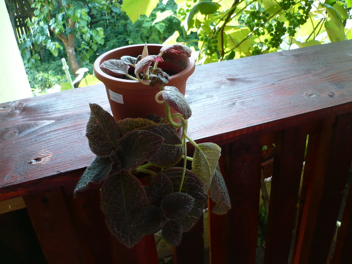 Chocolate Cream - EPISCIA