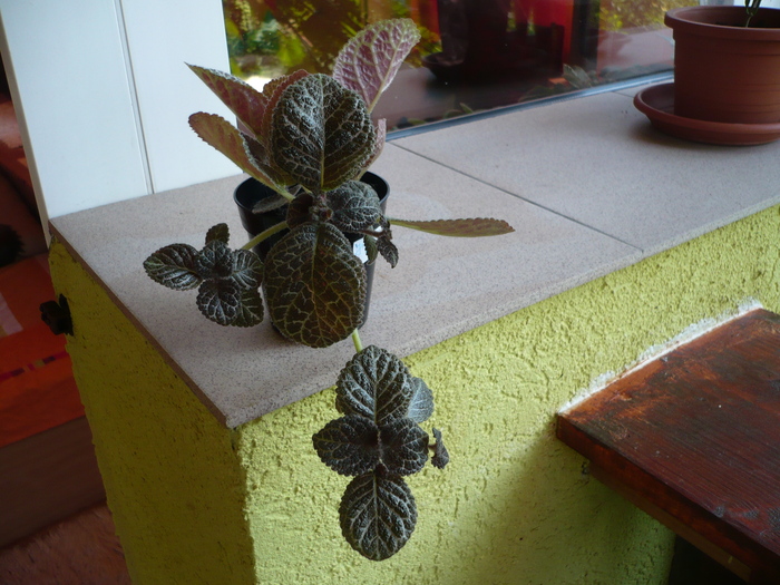 Jim's Red Wine - EPISCIA