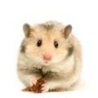 ronti-hamster - veterinar