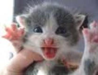 micky - Adoptii animale