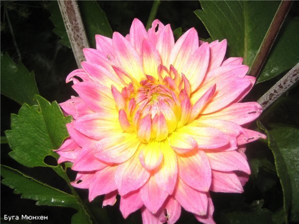 ad4166baa08f - peisaje cu flori-bughete de flori