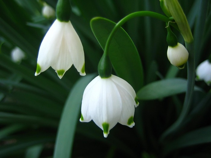 Snowdrops_1600 x 1200 - peisaje superbe
