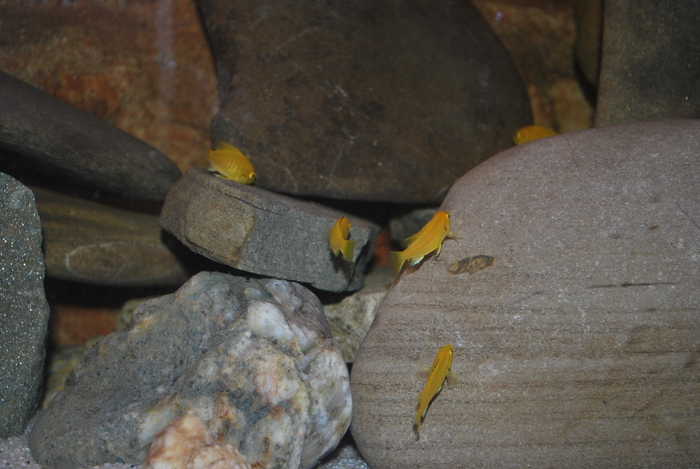 puiuti de labidochromis caeruleus - 2010 Malawi Tank- Ciclide Africane