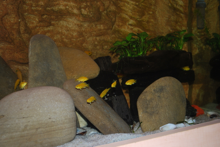 labidochromis caeruleus - 2010 Malawi Tank- Ciclide Africane