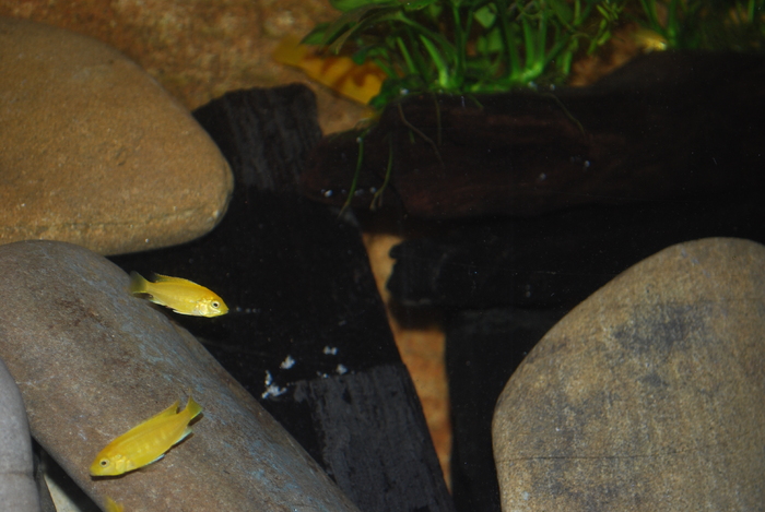 labidochromis caeruleus - 2010 Malawi Tank- Ciclide Africane