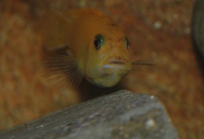 puiuti in gusa, viitoare mamica - 2010 Malawi Tank- Ciclide Africane