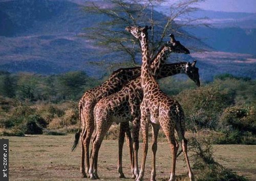 giraffes