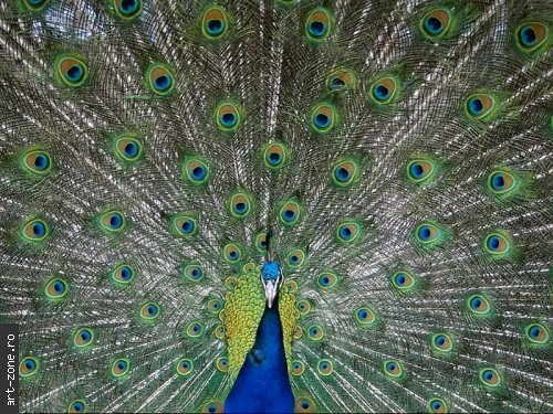 peacock_600