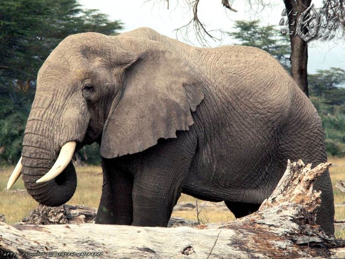 poze_cu_elefante-normal