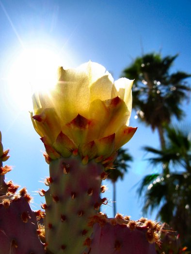 Arizona_Catcus_Flower_Sun_Explosion_5__soul-amp