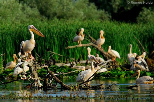 delta2008__41 - Delta Dunarii