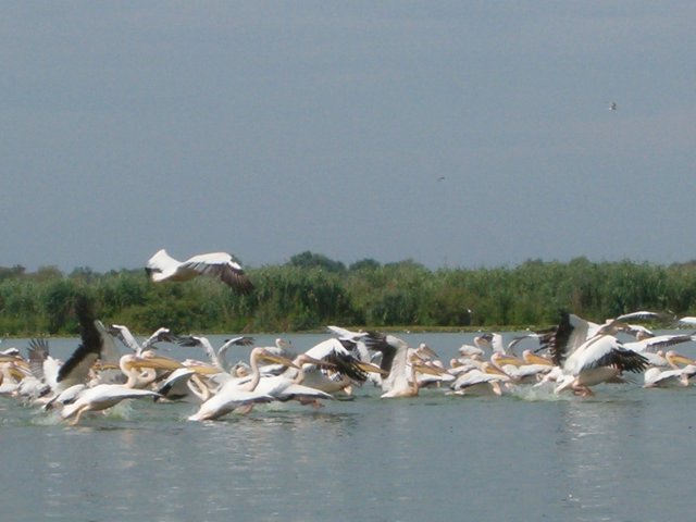 Peisaje Delta Dunarii (11) - Delta Dunarii